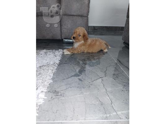Labradoodle